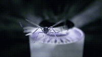 LuminoGuard UV Light Insect Trap