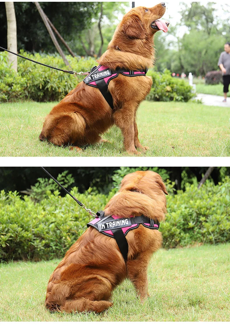 Personalized No Pull Dog Harness - Custom Printed Name Patch & Phone Number