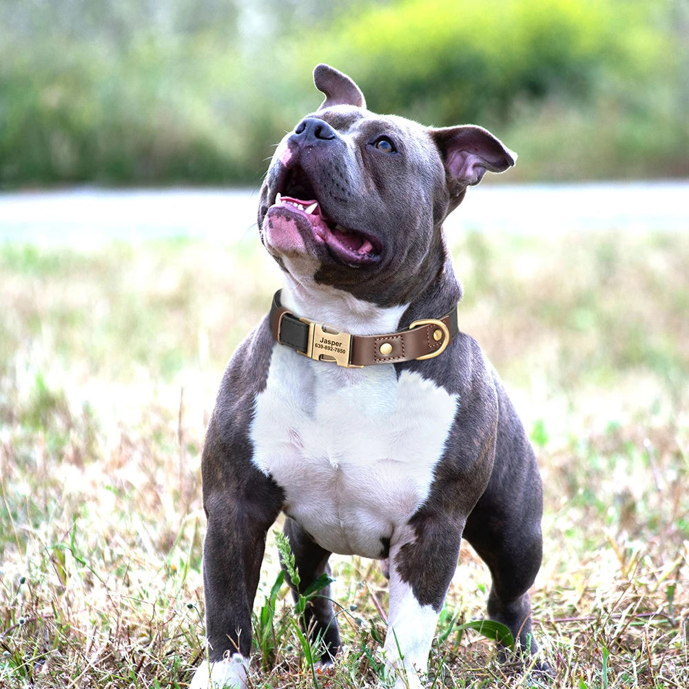 Personalized Dog Collar with Name and Phone Number