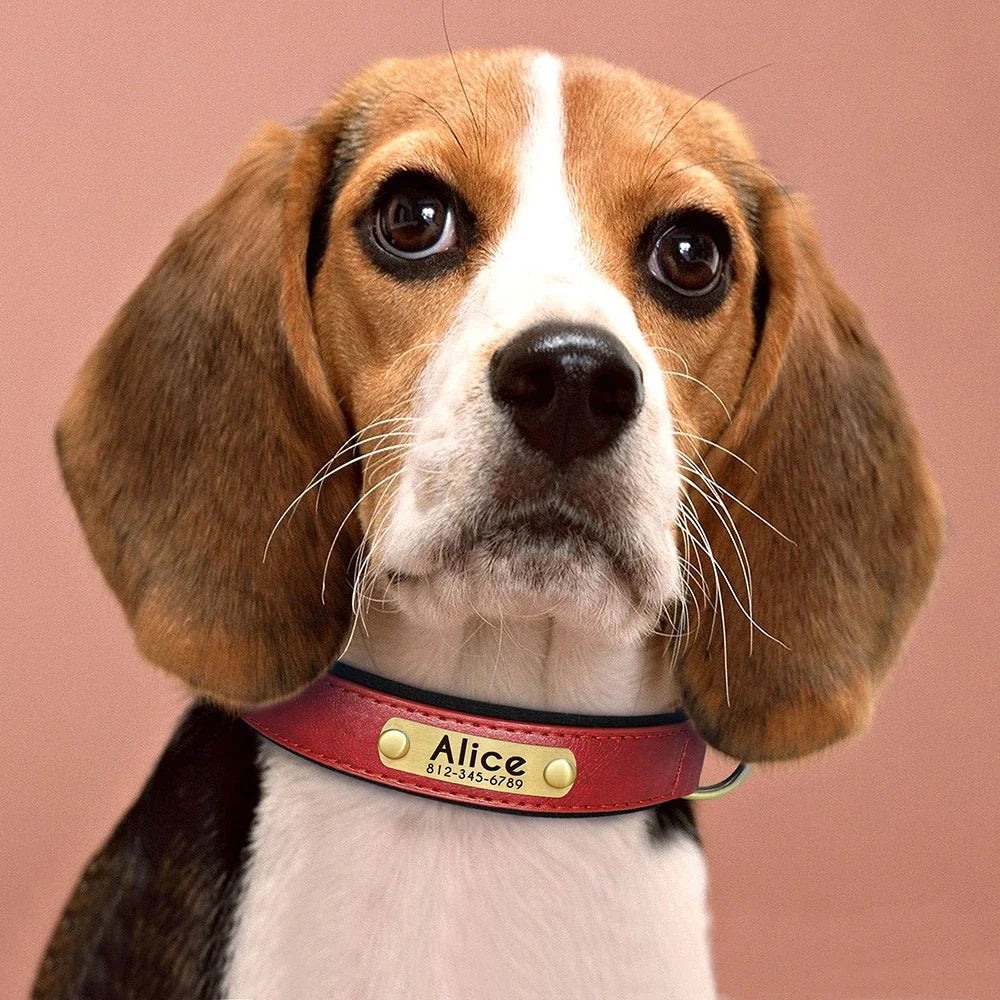 Personalized Green Leather Dog Collar with Name & Phone Number