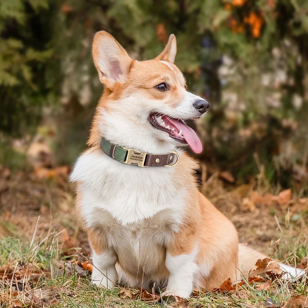 Personalized Dog Collar with Name and Phone Number