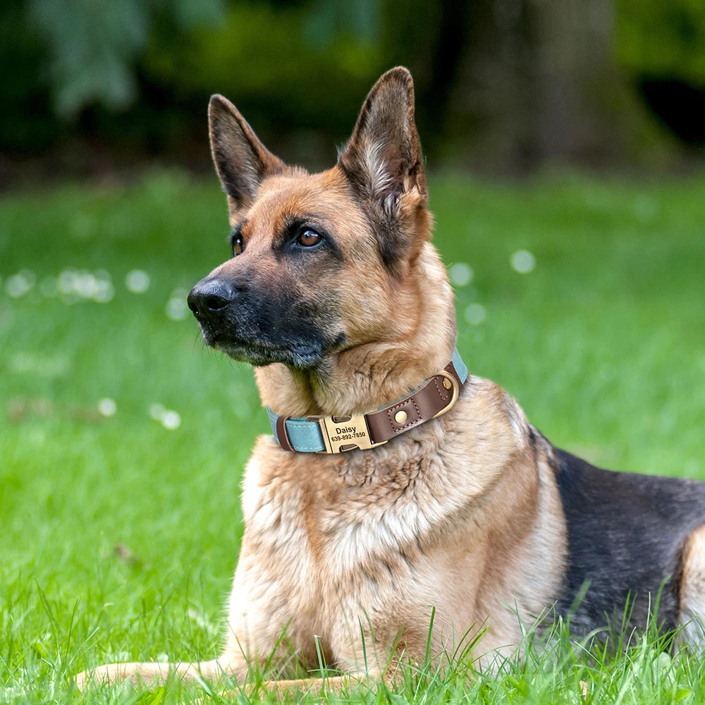 Personalized Dog Collar with Name and Phone Number