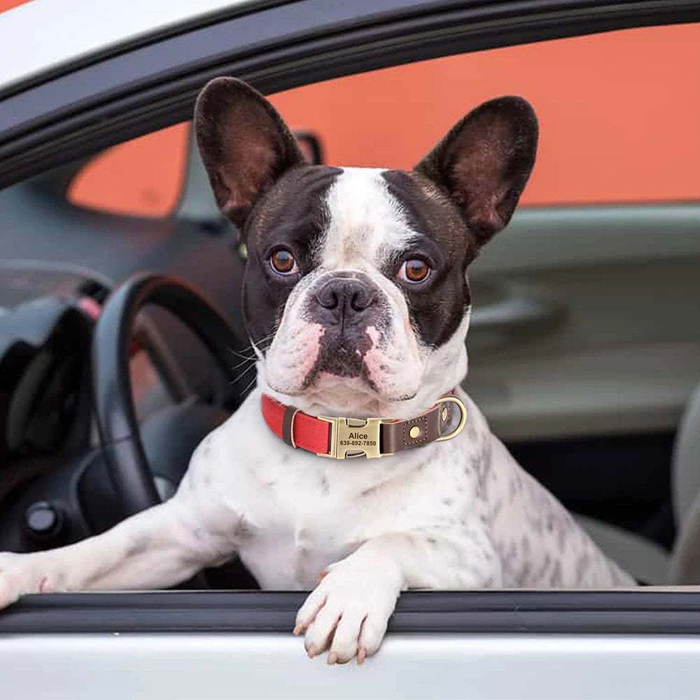 Personalized Dog Collar with Name and Phone Number