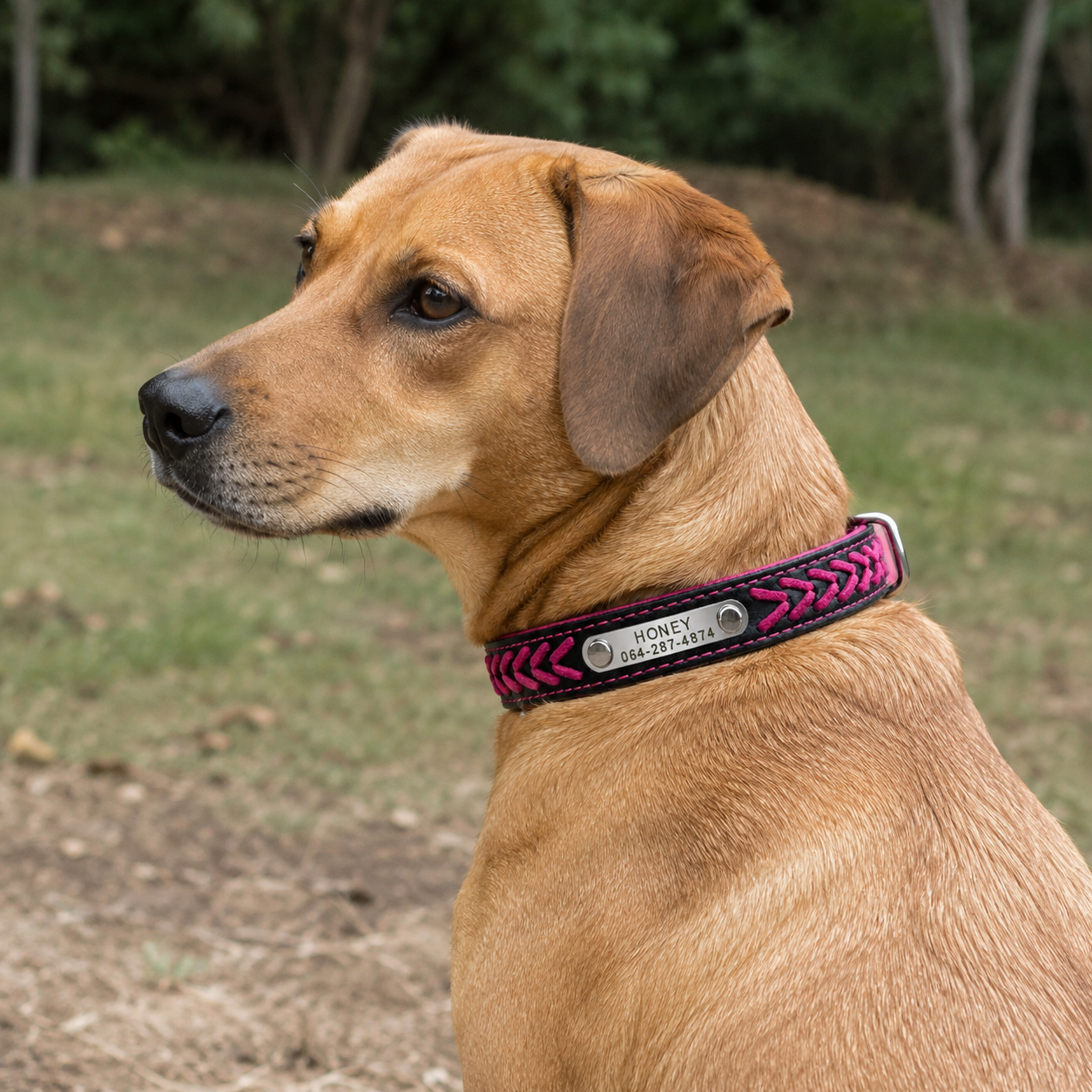Personalized Pink & Black Dog Collar with Name & Phone Number
